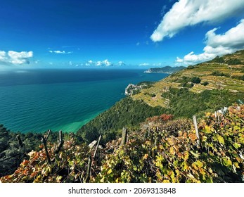 Panorama On Wine Grapes Of Cinque Terre, Liguria, Corniglia, Italy