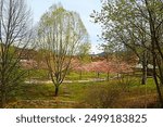 panorama of the orchard park from a hight point