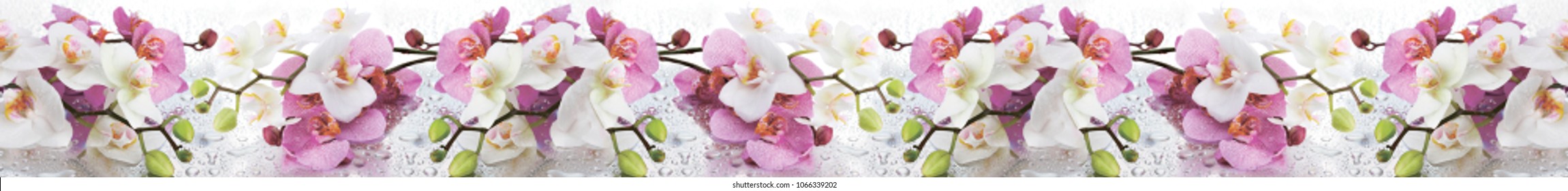 a panorama of orchids
