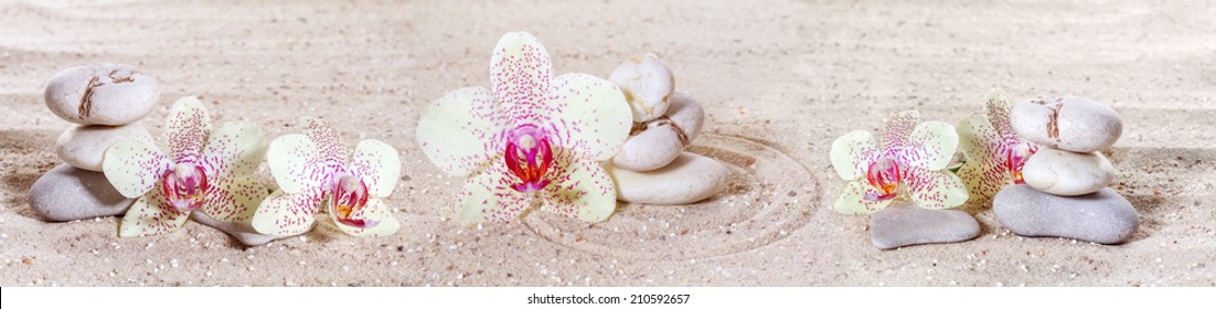 Panorama With Orchids And Zen Stones In The Sand 