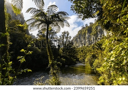 panorama of paparoa national park on west coast of new zealand south island; beautiful canyon with unique, dense vegetation; rainforest with huge tree ferns and palms
