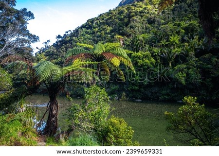 panorama of paparoa national park on west coast of new zealand south island; beautiful canyon with unique, dense vegetation; rainforest with huge tree ferns and palms