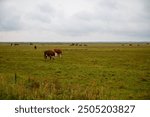 Panorama of a pasture with cattle, cloudy in Denmark. High quality photo