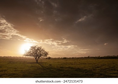 Panorama of a pasture and grassfield of Vojvodina, serbia, with a Solitary Tree at Dusk - Scenic Landscape of Vojvodina Plains with Dramatic Sky. - Powered by Shutterstock