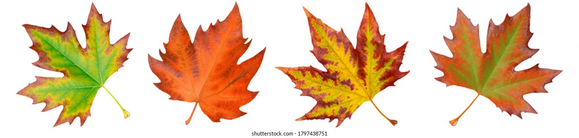 Sycamore Leaves Images Stock Photos Vectors Shutterstock