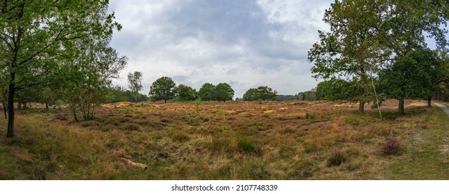 Panorama photo on a cloudy day of the beautiful forest and heathland around Nunspeet