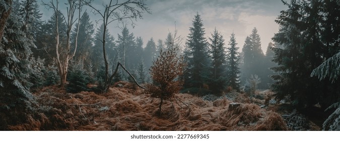 Panorama photograph of deep wood in winter, covered in snow - Powered by Shutterstock