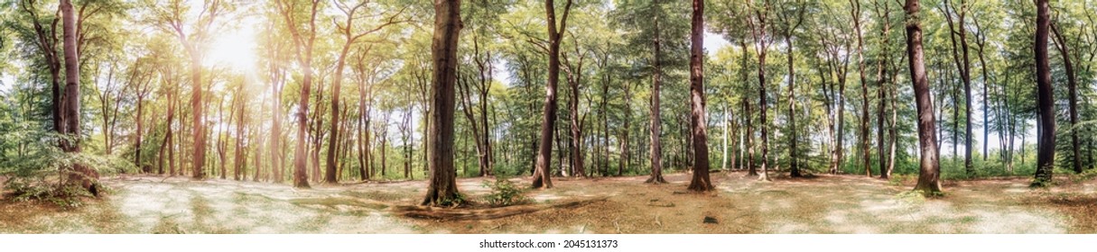 Panorama of a picturesque fairytale forest in the light of the bright summer sun - Shutterstock ID 2045131373