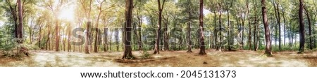 Panorama of a picturesque fairytale forest in the light of the bright summer sun