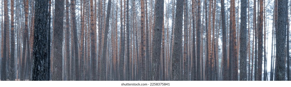 Panorama of pine autumn misty forest. Rows of pine trunks shrouded in fog on a cloudy day. Overcast weather. - Shutterstock ID 2258375841