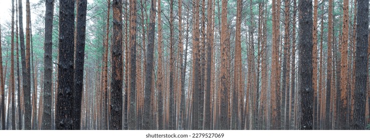 Panorama of pine autumn misty forest. Rows of pine trunks shrouded in fog on a cloudy day. Overcast weather. - Shutterstock ID 2279527069