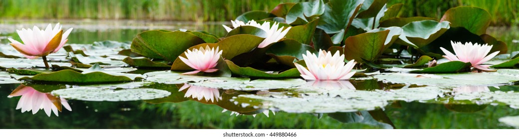 panorama pink flowers of water lilies on a pond