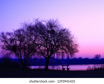 panorama of pink sunrise with a silhouette of bench and weeping willow in foreground and a forest over horizon in background