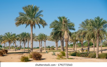 Panorama. Plantation of date palms. Image depicts advanced tropical agriculture in the arab countries
