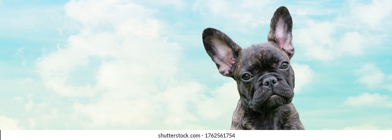 Panorama of a puppy head, brindle French Bulldog Dog, against a dramatic sky background, composite photo.