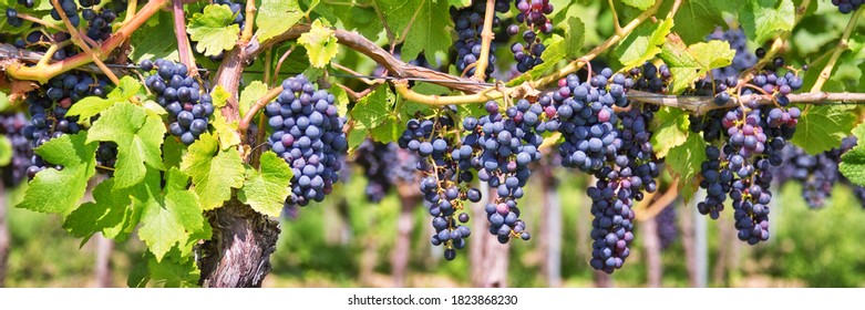 Panorama of red black grapes in a vineyard