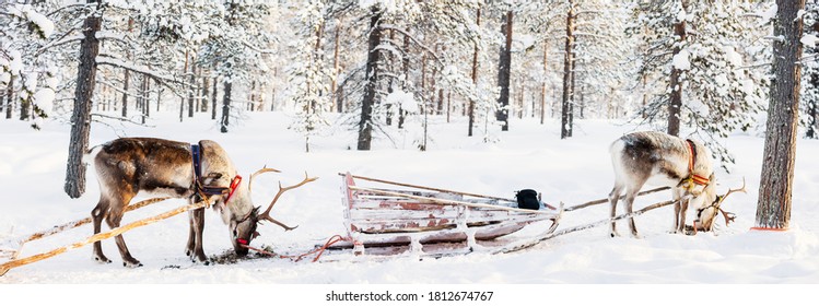 Panorama of reindeer safari in a winter forest in Finnish Lapland
