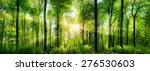 Panorama of a scenic forest of fresh green deciduous trees with the sun casting its rays of light through the foliage