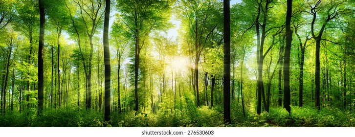 Panorama of a scenic forest of fresh green deciduous trees with the sun casting its rays of light through the foliage - Shutterstock ID 276530603