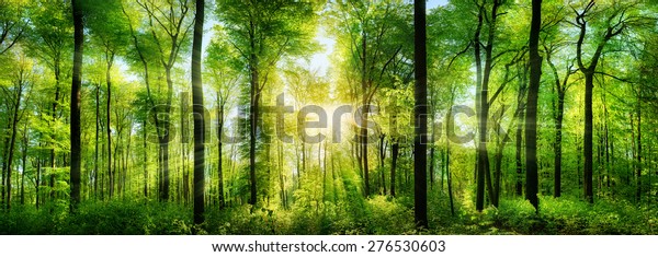 Panorama of\
a scenic forest of fresh green deciduous trees with the sun casting\
its rays of light through the\
foliage