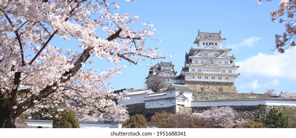 Panorama Scenic view Himeji castle and Cherry blossom blooming in Himeji city, Hyogo prefecture of Japan.