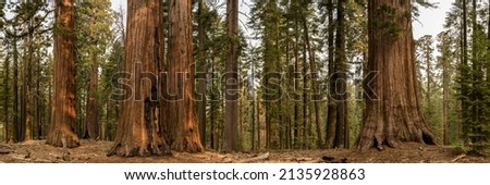 Panorama of Sequoia Tree Grouping In Mariposa Grove in Yosemite National Park
