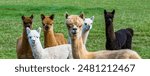 A panorama of several alpacas on a farm on San Juan Island in Washington state