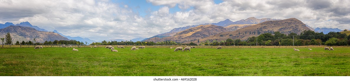Panorama a Sheep in green grass field and mountain background in rural at South  Island New Zealand