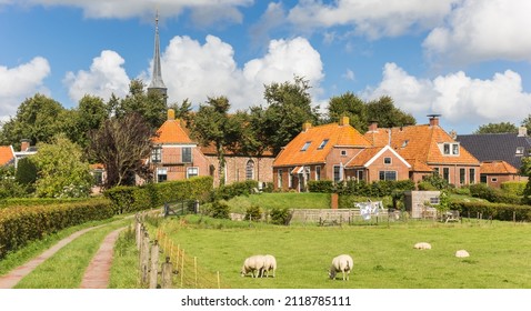 Panorama of sheep in the meadow near Niehove, Netherlands