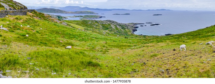 Panorama Sheep On Atlantic Coast Ring Of Kerry Ireland