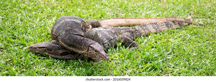 Panorama shot of two male and female Varanus Salvator couple copulate on grass in park. Selective focus at eyes. Large Asian water monitor lizard intercourse on ground. Varanid lizard species
