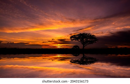 サバンナ 夕日 の画像 写真素材 ベクター画像 Shutterstock