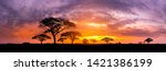 Panorama silhouette tree in africa with sunset.Tree silhouetted against a setting sun.Dark tree on open field dramatic sunrise.Typical african sunset with acacia trees in Masai Mara, Kenya