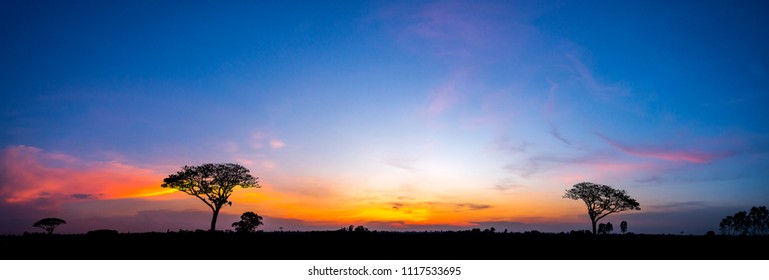 Panorama Silhouette Tree In Africa With Sunset.Tree Silhouetted Against A Setting Sun.