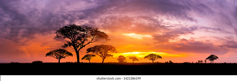 Panorama silhouette tree in africa with sunset.Tree silhouetted against a setting sun.Dark tree on open field dramatic sunrise.Typical african sunset with acacia trees in Masai Mara, Kenya - Shutterstock ID 1421386199