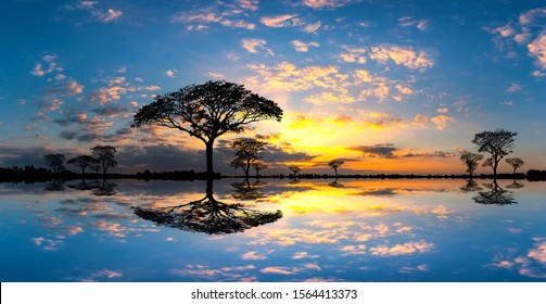 Panorama silhouette tree in africa with sunset.Tree silhouetted against a setting sun reflection on water.Typical african sunset with acacia trees in Masai Mara, Kenya. - Powered by Shutterstock