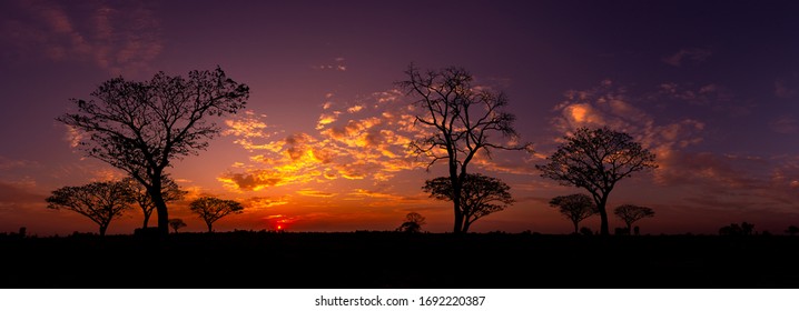 Panorama Silhouette Tree In Africa With Sunset.Tree Silhouetted Against A Setting Sun.Dark Tree On Open Field Dramatic Sunrise.