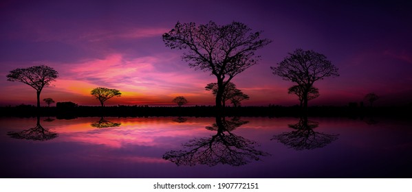 Panorama silhouette tree in africa with sunset.Tree silhouetted against a setting sun reflection on water.Typical african sunset with acacia trees in Masai Mara, Kenya