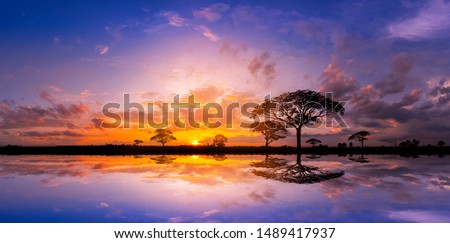 Panorama silhouette tree in africa with sunset.Tree silhouetted against a setting sun reflection on water.Typical african sunset with acacia trees in Masai Mara, Kenya.