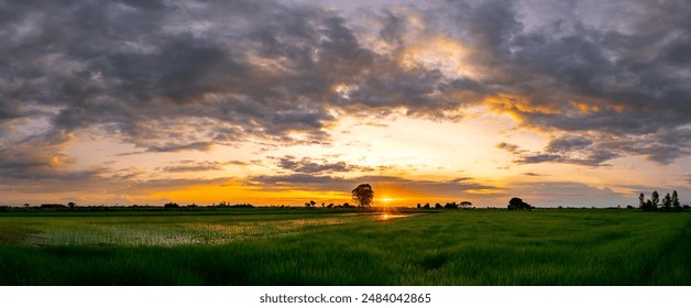 Panorama Silhouette tree with sunset.Tree silhouetted against a setting sun.Beautiful clouds,Sunlight with dramatic sky,Thailand,Asia.Photo landscape open green field dramatic sunrise. - Powered by Shutterstock