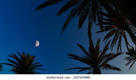 316 Palm Tree Silouettes Images, Stock Photos & Vectors | Shutterstock