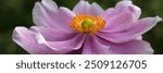 Panorama of a single flower of Japanese anemone (Anemone × hybrida 