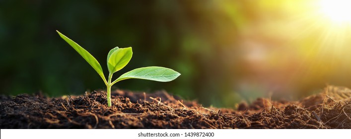 panorama small tree growing with sunrise. green world and earth day concept - Powered by Shutterstock