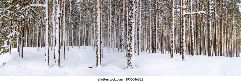 panorama of a snow-covered pine forest, winter landscape