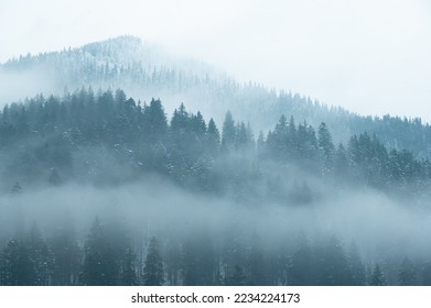 Panorama of snowy forest at foggy winter day with tonal perspective .