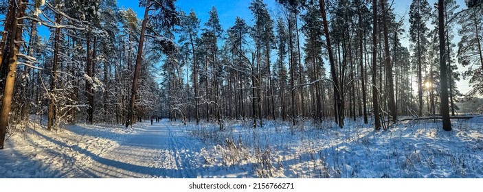 Panorama Of Snowy Forest On The Sunny Winter Day.