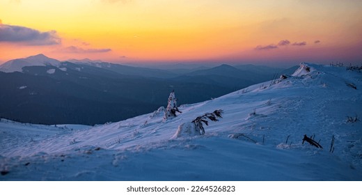 panorama of snowy mountains bieszczady at sunset, coniferous trees covered with snow, colorful winter sunset seen from the top of the mountain bukowe berdo	