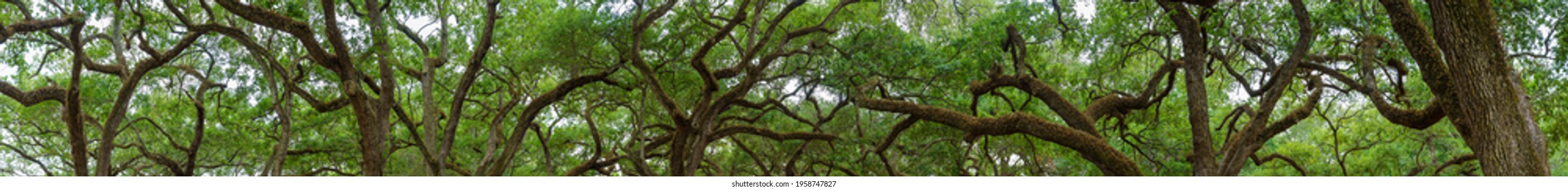 Panorama of Southern live oak tree canopy (Quercus virginiana), covered in resurrection fern (Pleopeltis polypodioides) - Topeekeegee Yugnee (TY) Park, Hollywood, Florida, USA