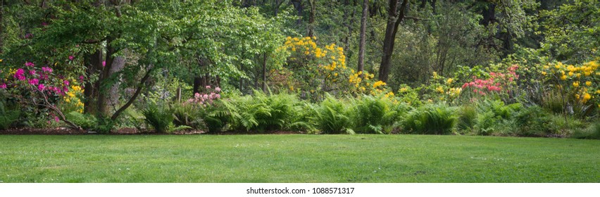 Panorama of sprng rhododendrons.