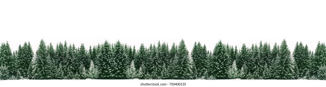 Panorama of spruce tree forest covered by fresh snow during Winter Christmas time. The winter scene is almost duotone due to contrast between the frosty spruce trees, white snow foreground and sky - Powered by Shutterstock